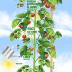 "Z naturalnymi składnikami dla najlepszego smaku" – program Knorr już na stronie