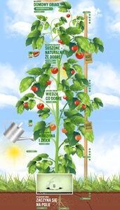 "Z naturalnymi składnikami dla najlepszego smaku" – program Knorr już na stronie