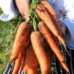 Zrównoważone rolnictwo – z czym to się je?