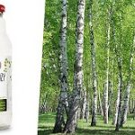 Brzoza – drzewo o niezwykłych właściwościach