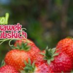 Podczas Festiwalu Truskawek Kaszubskich po raz kolejny będą ustanawiać rekord