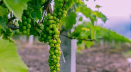 SZTUKA WINIARSKA W POLSCE LIFESTYLE, Żywienie - Sztuką jest produkcja wyśmienitego wina, a jeszcze większą sztuką jest właściwa jego ocena.