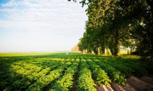 13 lipca Międzynarodowym Świętem Frytek